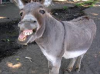 donkey.png