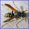 european wasp.jpg