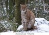 linx-forest-260nw-737526706.jpg