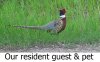 SHS Pheasant.jpg