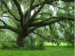 Live Oak