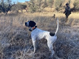 englishpointer