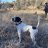 englishpointer